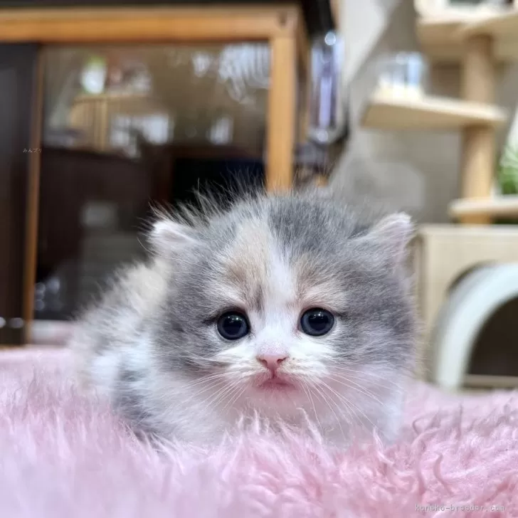 ID:2412-00086の子猫