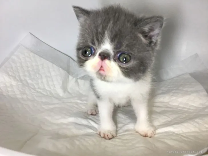 ID：1706-00384の子猫