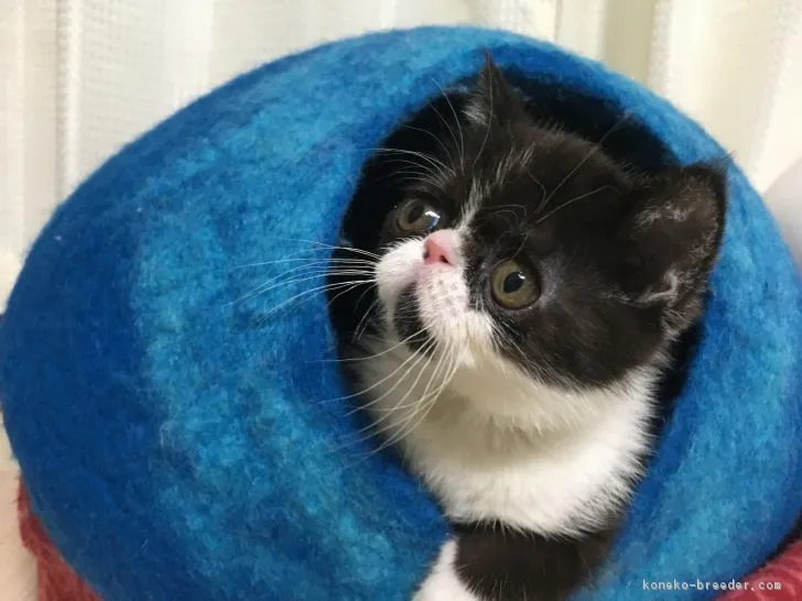 ID：1701-00632の子猫