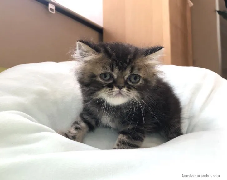 ID：2004-00339の子猫