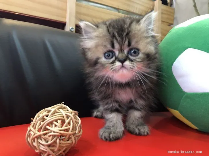 ID：1906-00243の子猫