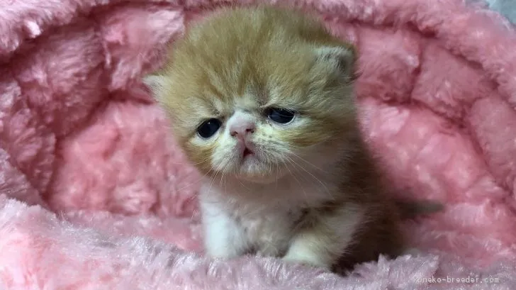 ID：1905-01316の子猫