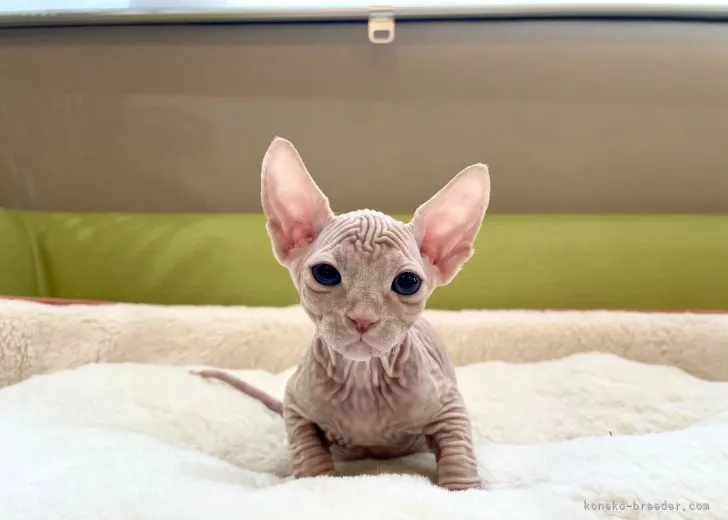 ID:2105-00382の子猫