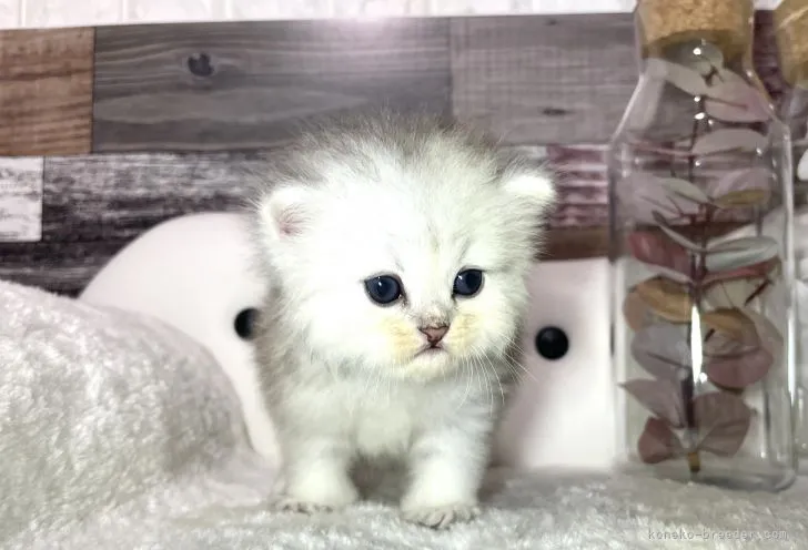 ID：2109-01706の子猫