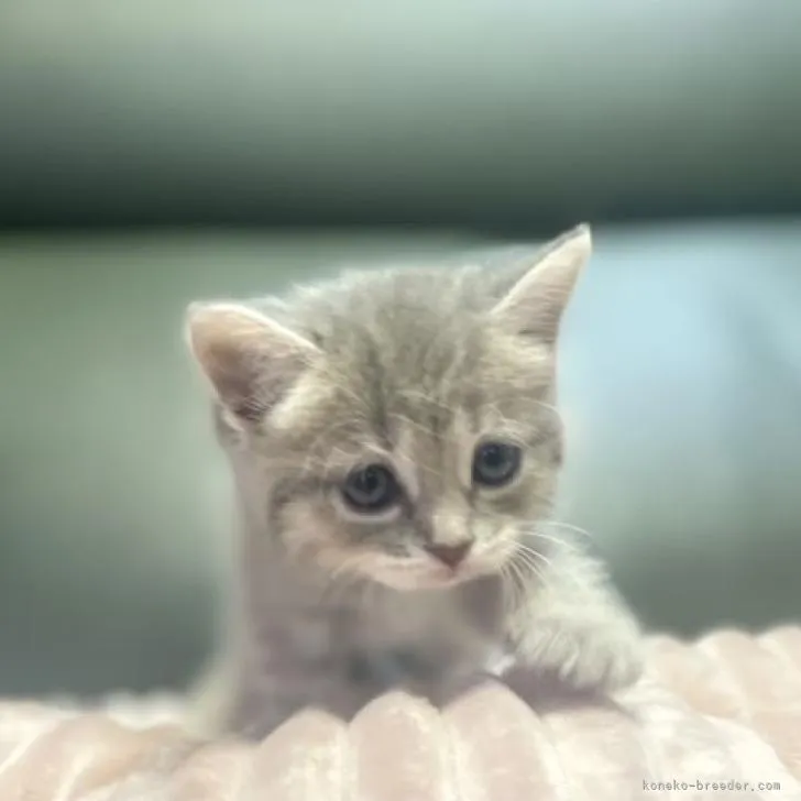 ID：2208-02923の子猫