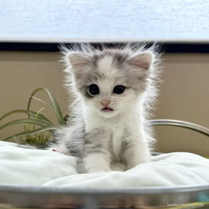 ID:2407-01151の子猫