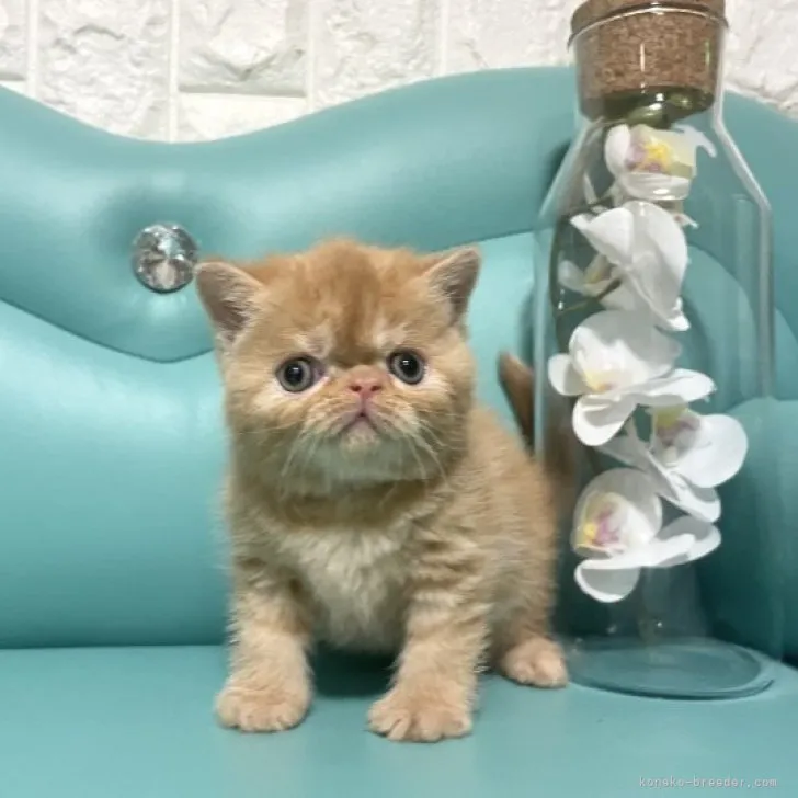 ID：2303-01077の子猫