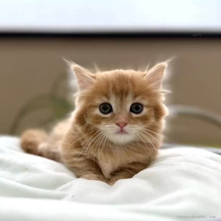 ID:2406-02766の子猫