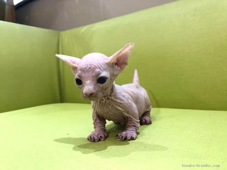 ID:2008-02230の子猫