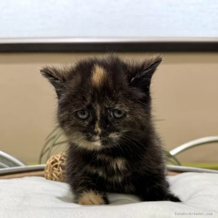 ID:2406-00870の子猫