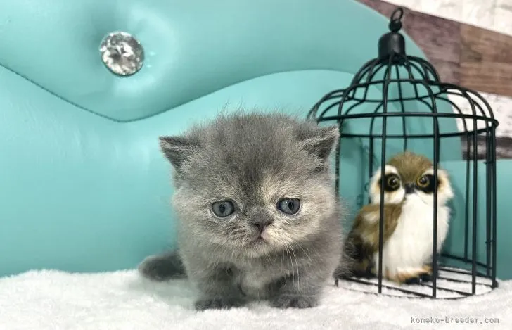 ID：2202-00712の子猫