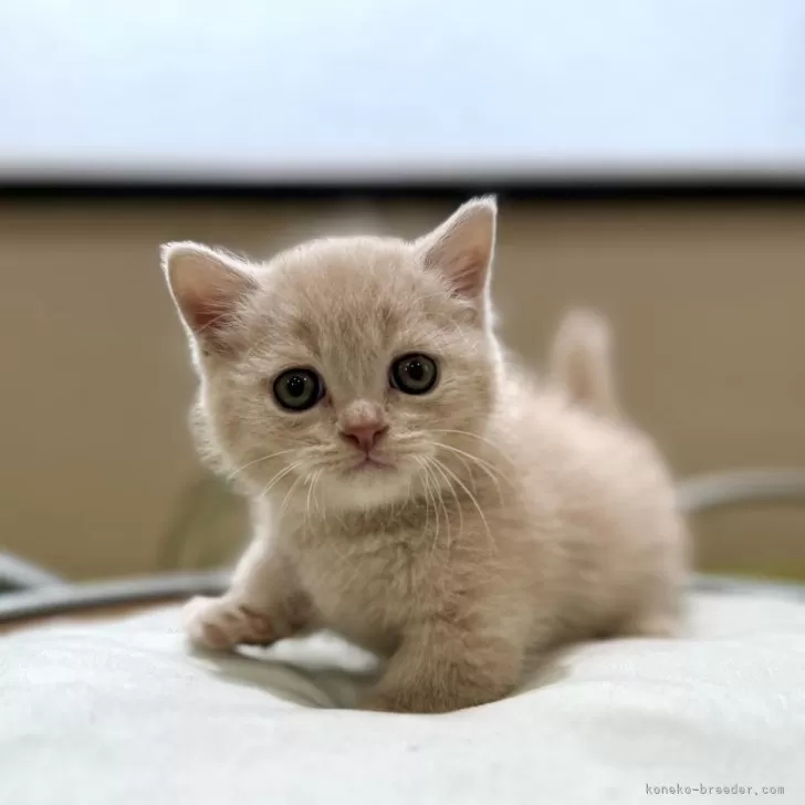 ID:2406-00864の子猫