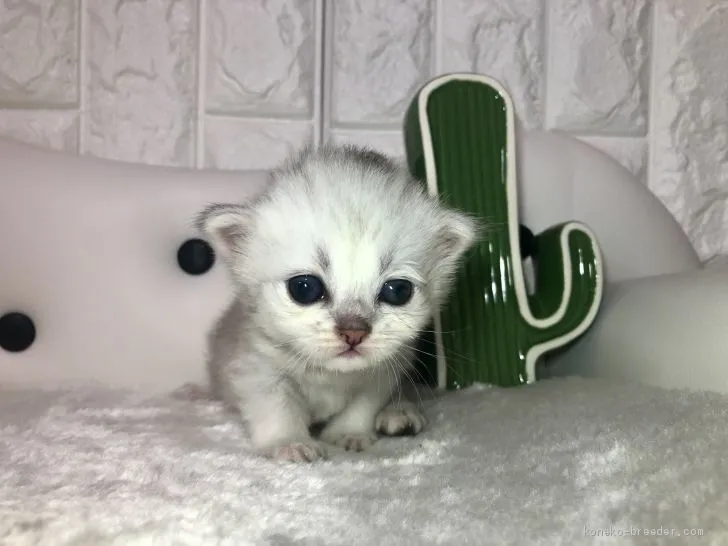 ID：1906-02158の子猫