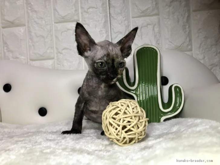 ID:1908-01446の子猫