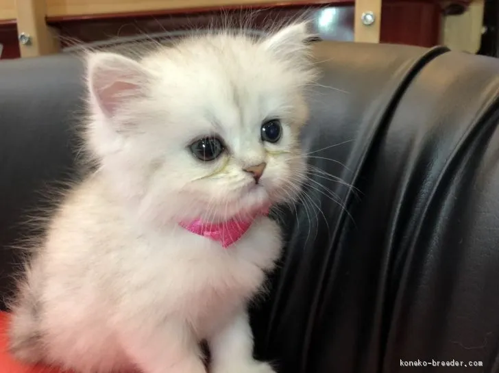 ID：1907-00873の子猫