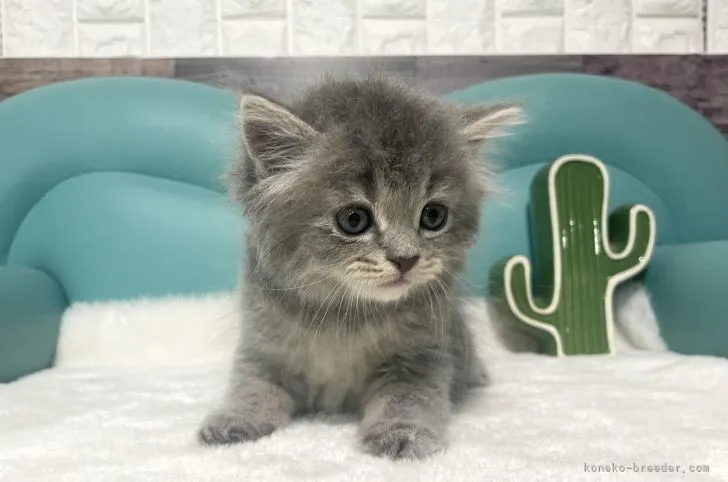 ID：2204-03020の子猫