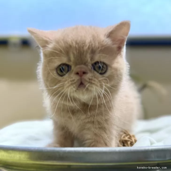 T.I 様のお迎えした子猫