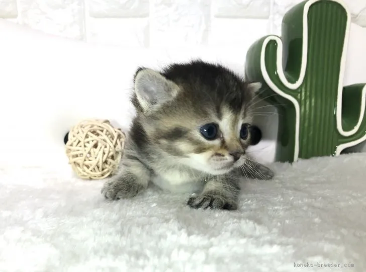 ID:2002-01049の子猫