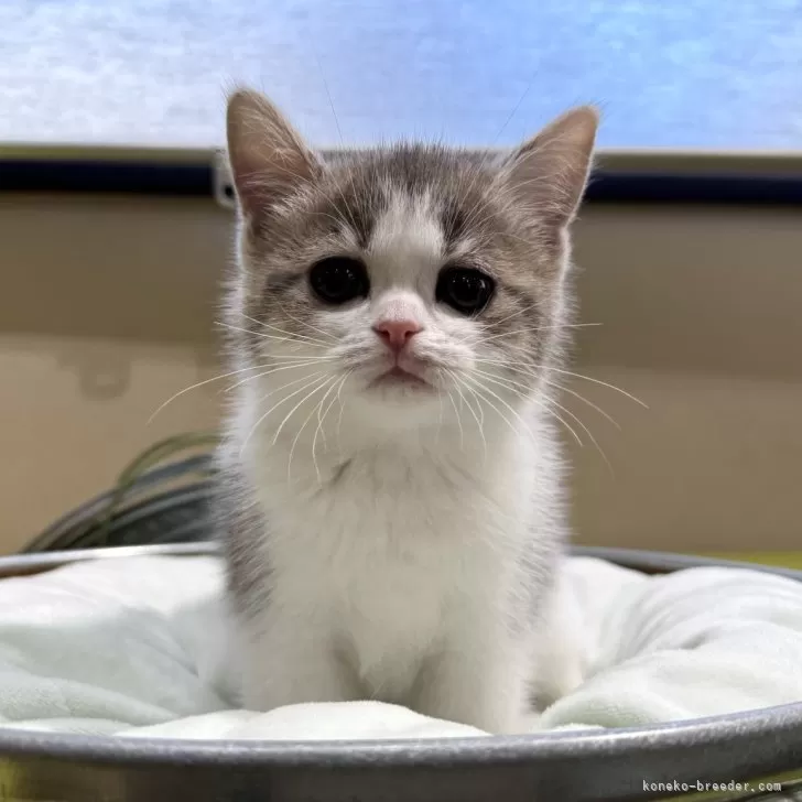 ID:2410-02038の子猫