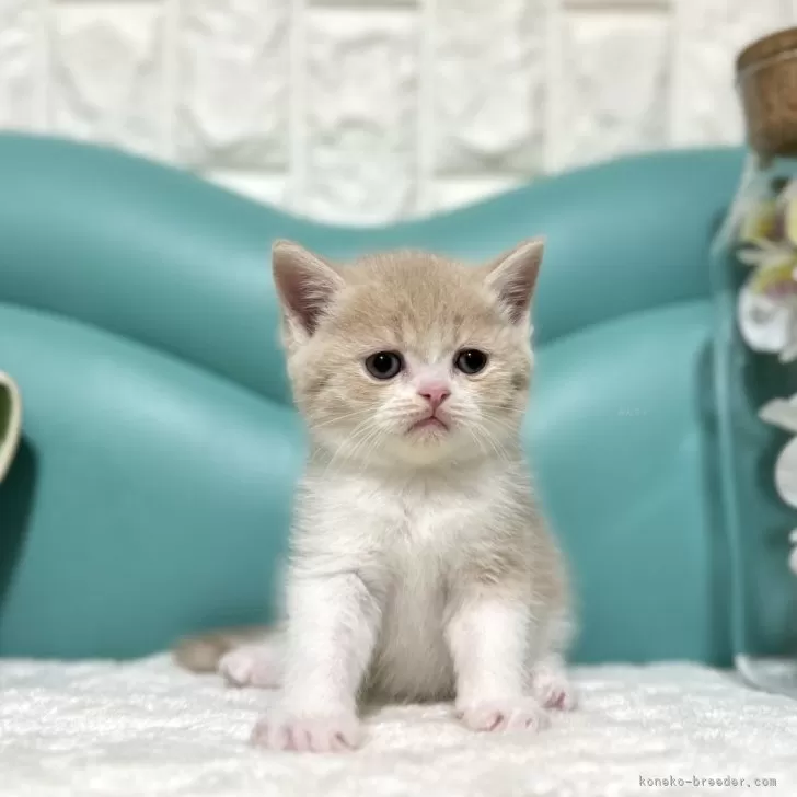 ID:2401-02186の子猫