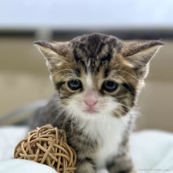 K.I 様のお迎えした子猫