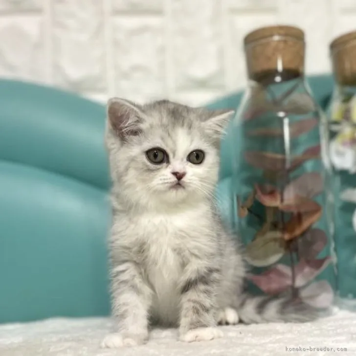 ID：2308-00357の子猫
