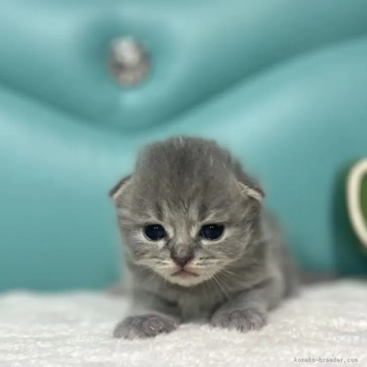 ID：2209-02400の子猫