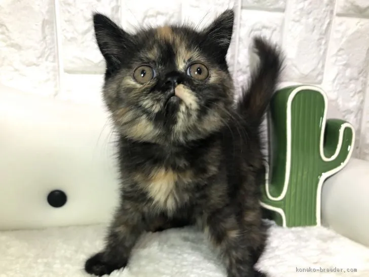 ID：2007-00745の子猫