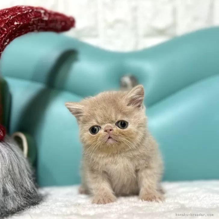 ID:2402-00966の子猫