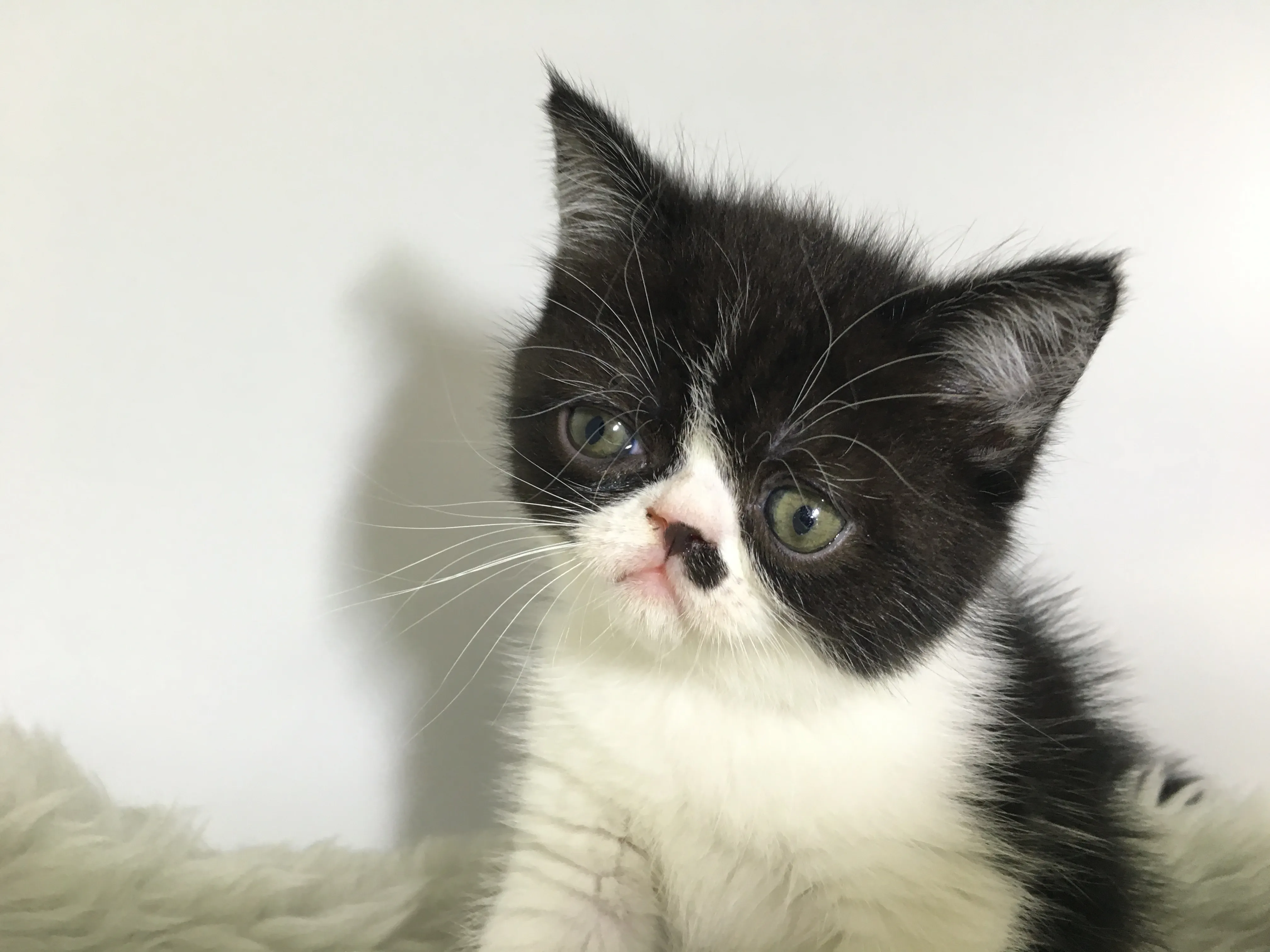 ID：1608-00416の子猫