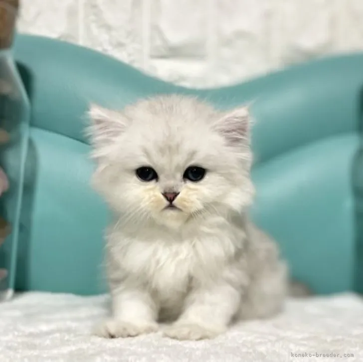 ID:2305-00515の子猫