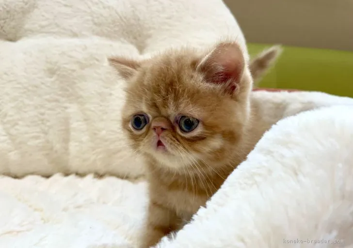 ID：2105-00373の子猫