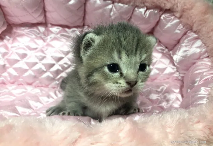 ID:2010-00570の子猫