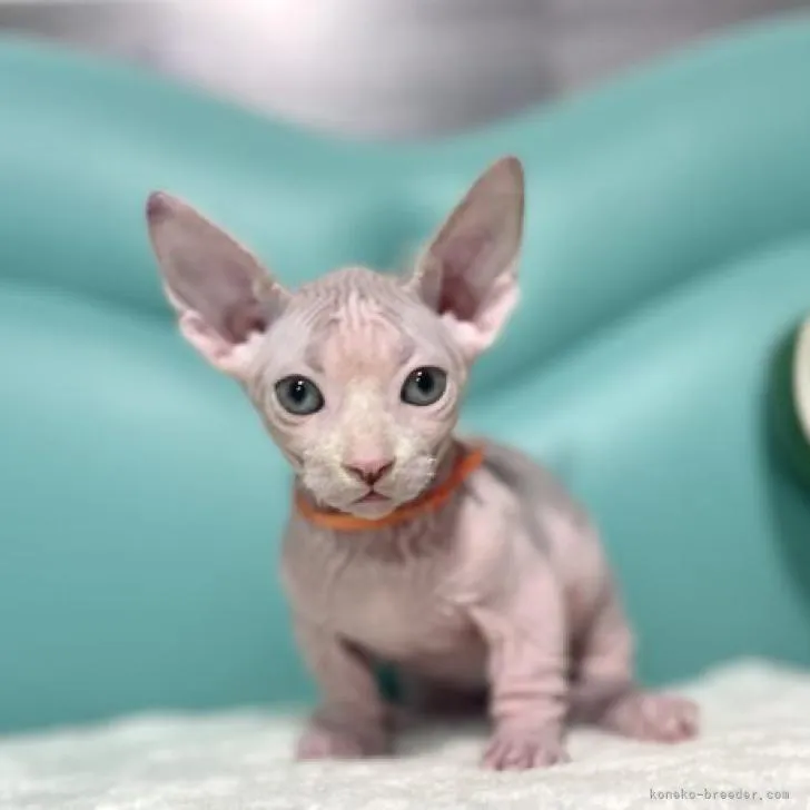 ID：2209-02225の子猫