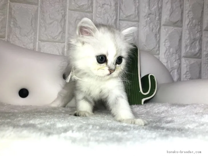 ID：2003-00384の子猫