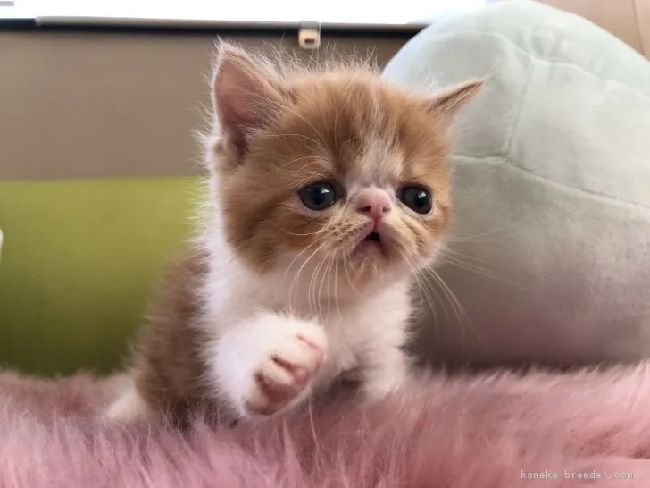 ID：1806-01020の子猫