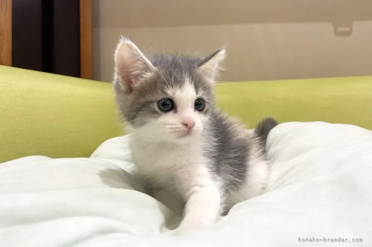 ID:2110-00250の子猫