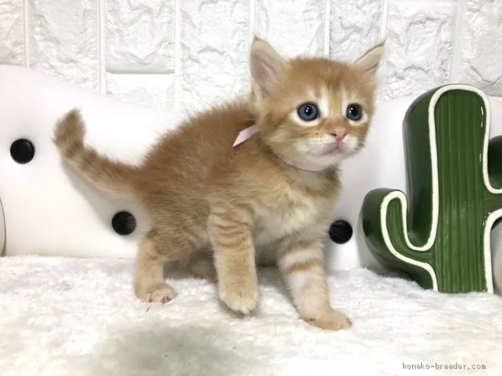 ID：2008-01091の子猫