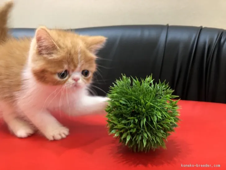 ID：1802-00120の子猫