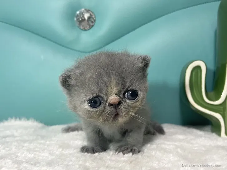 ID：2204-03027の子猫