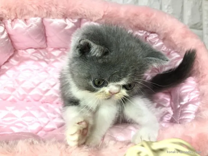 ID：2008-02072の子猫