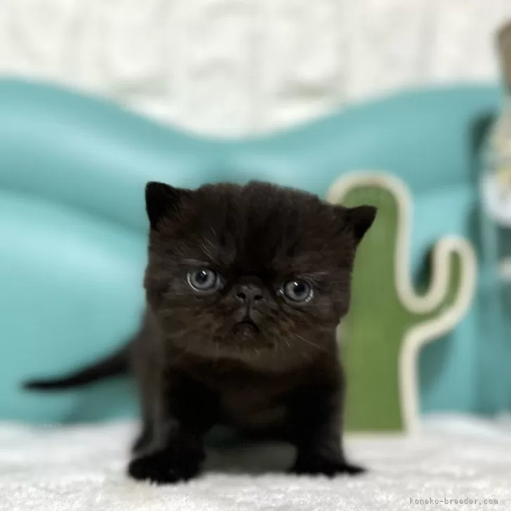 ID：2402-00565の子猫