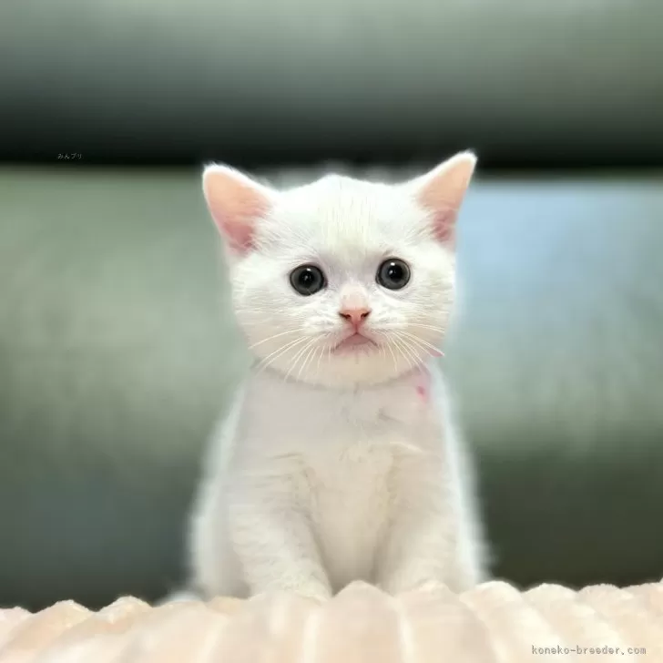 ID:2402-00309の子猫