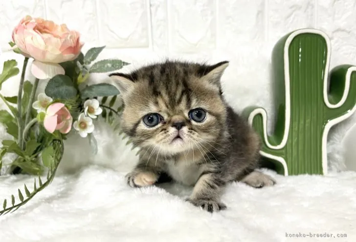 ID：2103-01030の子猫