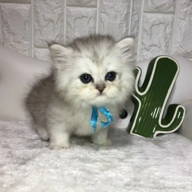 ID：1912-00417の子猫