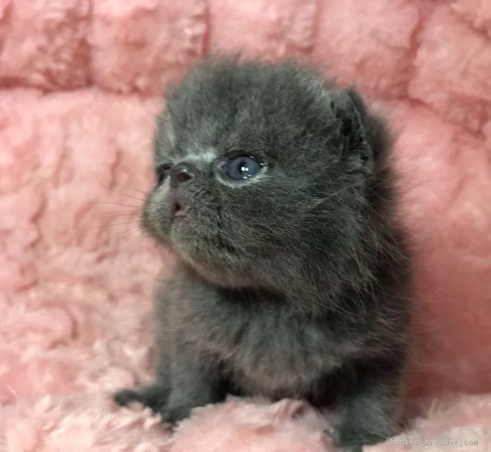 ID：1805-01127の子猫