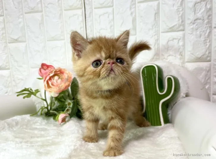 ID：2104-00697の子猫