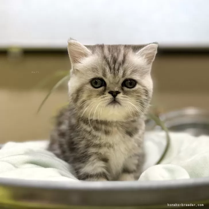 ID：2410-00824の子猫