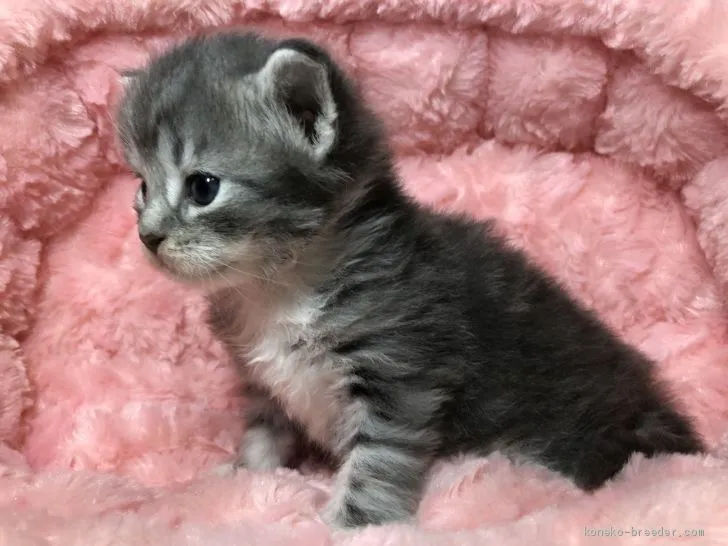 ID：1904-00043の子猫