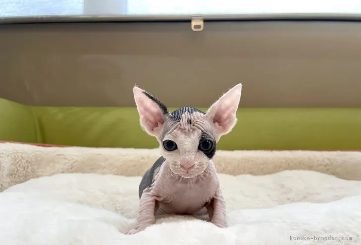 ID:2105-00384の子猫